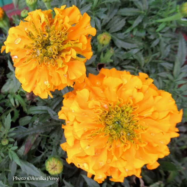 "Two marigolds close-up, golden yellow, folds of petals with crystals of dew drops."
