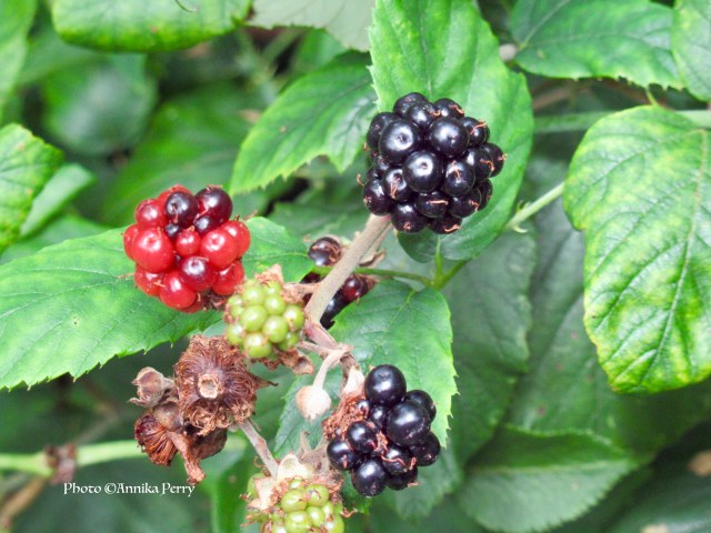 "Blackberries, unripe green, ripening red and ready to pick black ones."