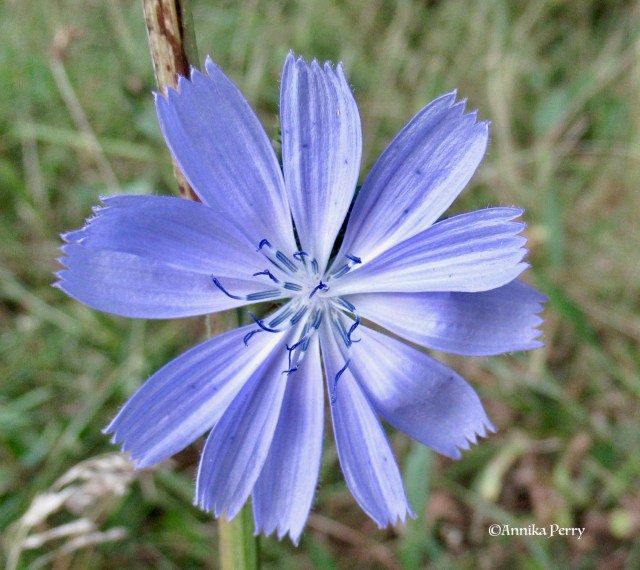 "Star-like purple-blue flower close-up."