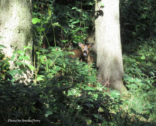 "Muntjac deer peering from undergrowth in woodland."